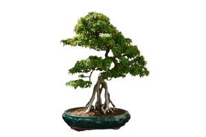 Sculpted Buttonwood Bonsai Tree Artistically Trimmed photo