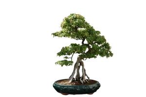 minúsculo botoncillo bonsai árbol conformado y esculpido foto
