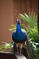 Cobalt Blue Peafowl Standing Up with Feathers Trailing photo