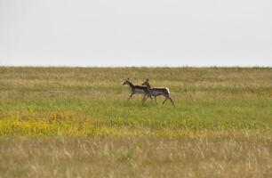 Two Pronghorn Does Running on the Plains photo