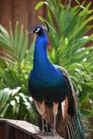Posing Cobalt Blue Peacock Looking Poised and In Control photo