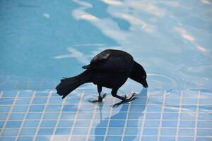 Common Grackle Drinking Pool Water in the Tropics photo