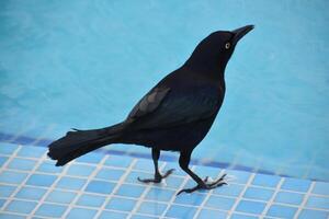 Amazing Capture of a Common Grackle By Water photo