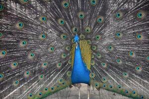 maravilloso pavo real con ojo plumas extendido alrededor él foto