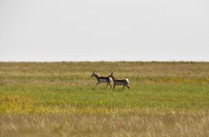 Running Peninsular Pronghorns in a Large Field photo