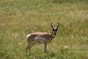 Solitary Peninsular Pronghorn Buck on a Prairie photo