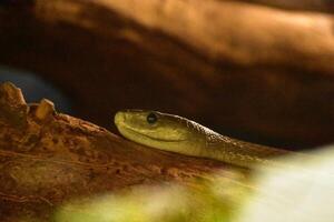 Green Snake Slithering on a Tree Branch photo