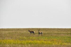 Peninsular Pronghorns Standing on the Plains photo