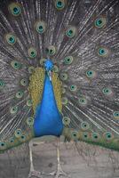 Colorful Plummage Visible on a Blue Peacock photo