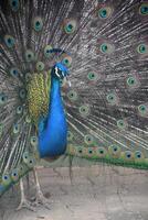 Beautiful Colored Plummage on a Blue Peafowl photo