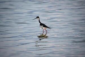 Ruffled Feathers on a Black Neck Stilt Bird photo