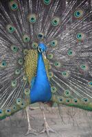 Male Peacock Showcasing his Beautiful Tail Feathers photo