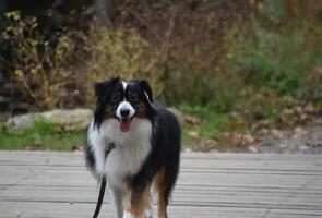 Looking into the Sweet Face of an Australian Shepherd photo