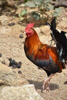 gallo con su pie elevado en un paso foto
