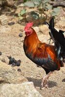 Rooster with His Foot Raised in a Step photo