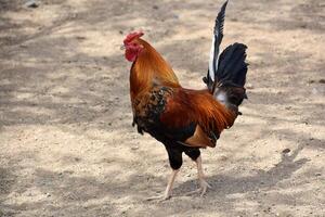 Barnyard with a Colorful Rooster Walking About photo