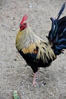 Plumage on a Rooster with Striking Markings photo