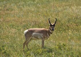 Amazing Look Into the Face of a Peninsular Pronghorn photo