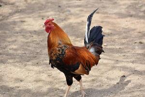 granja con un pavoneo gallo con sedoso plumas foto