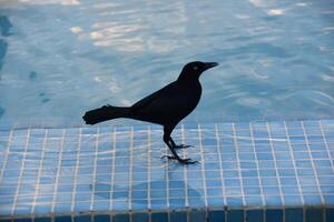 lado perfil de un común grackle pájaro foto