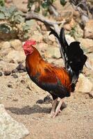 Barnyard Rooster with Silky Colorful Feathers photo