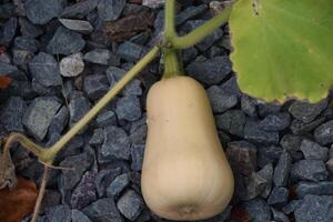 Small Butternut Squash on the Vine in a Garden photo