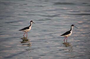 par de vadear apuntalar aves en superficial aguas foto