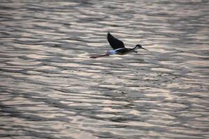 Flying Shore Bird Over Water in the Tropics photo