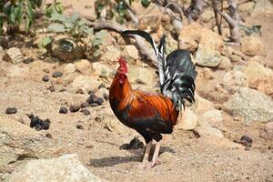 Rooster Looking Over His Shoulder in a Barren Area photo