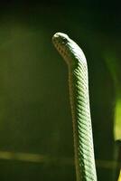 verde arbóreo serpiente crianza arriba en defensa foto