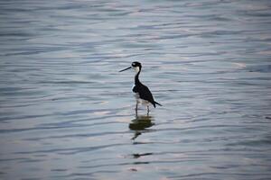 Black Neck Stilt Sandpiper with a Long Beak photo