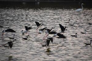 Large Group of Sandpipers in Flight Over Water photo