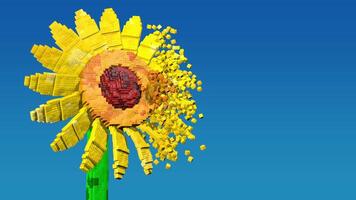 Sunflower dissolving with the wind against blue background in pixel style. 3D Animation video