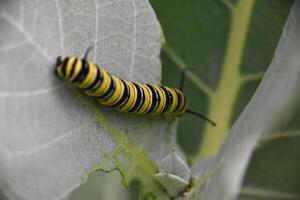 Colorful Monarch Caterpillar on a Milkweed Leaf photo