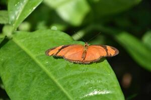 Brings Extended Open on a Flame Butterfly photo