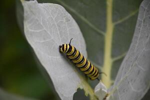 Monarch Caterpillar Creeping on Milkweed Leave photo