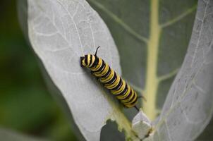 Colorful Striped Monarch Caterpillar on a Milkweed Leaf photo