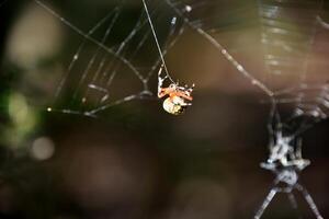 orbe tejedor araña en un grande web foto