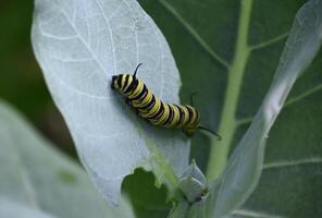 Yellow White and Black Striped Monarch Caterpillar on Milkweed photo