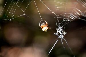 orbweaver araña con hilo viniendo desde abdomen foto