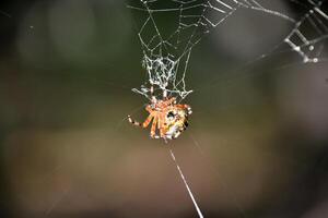 jaspeado orbweaver araña en un complejo web foto