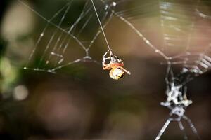 Orb Weaver Spider Weaving a Large Spider Web photo