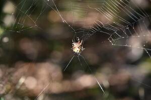 orbweaver araña hilado un complejo web foto