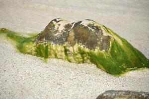 Large Rock in Shallow Waters Covered in Algae photo