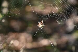 Yellow and Black Orbweaver Spider in a Web photo