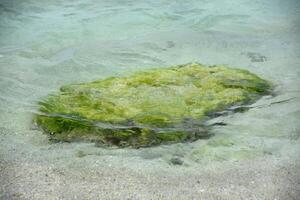verde musgo y algas cubierto rock en superficial agua foto