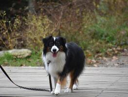 increíble australiano pastor perro fuera para un caminar foto