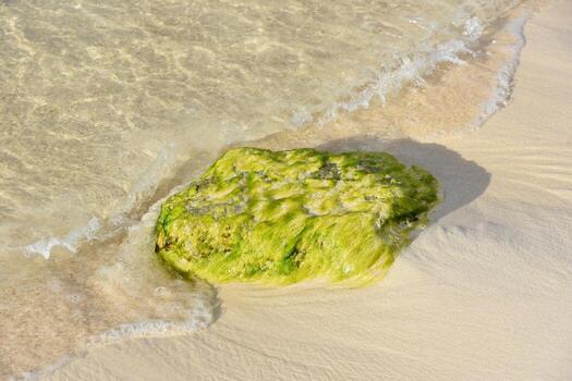 Algae Covered Rock With Water Around It photo