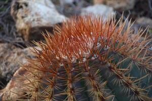 Red Prickly Barrel Cactus with Sharp Points photo