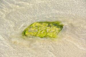 Slick Green Moss Covered Rock in Shallow Waters photo